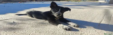 Fenris