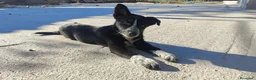 Border Collie perros en venta: BORDER COLLIE - ÚLTIMOS CACHORROS DISPONIBLES - Anuncio 9
