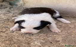 Border Collie perros en venta: Border collie para reservar - Imagen 2