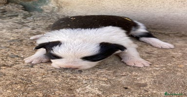 Border Collie perros - Anuncio 14