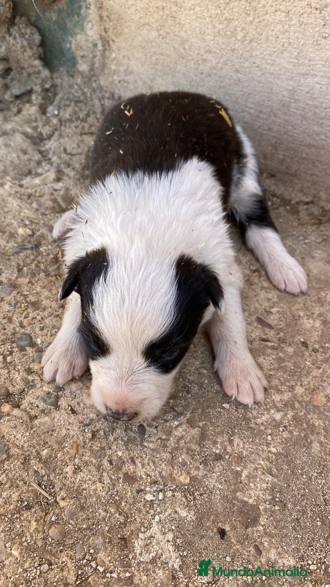Border Collie perros en venta: Border collie para reservar - Imagen 2