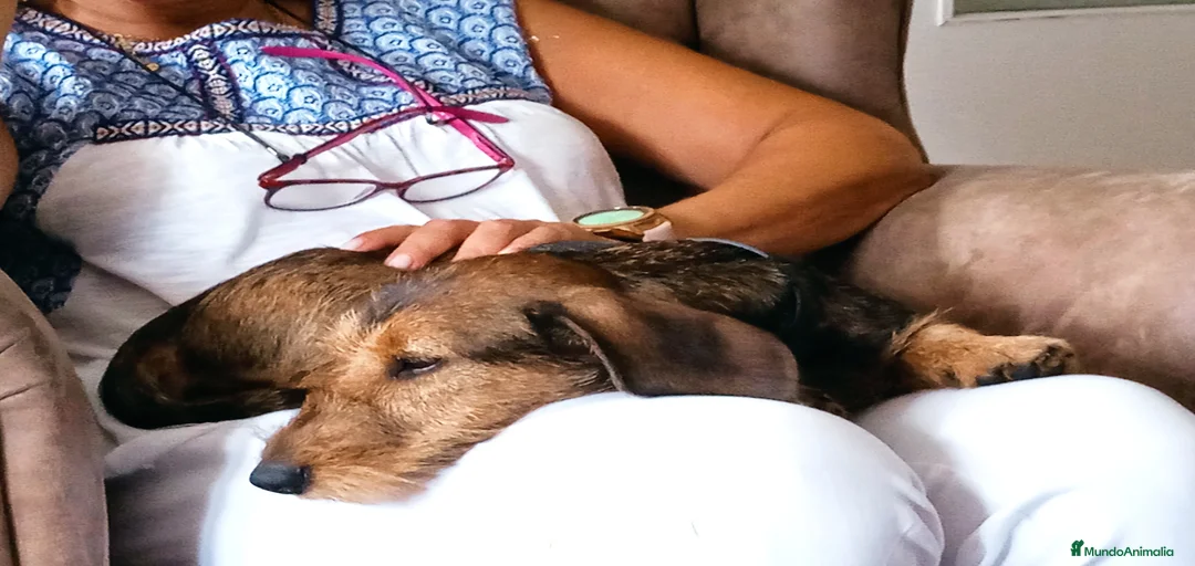 Imagen de galería {{count}}