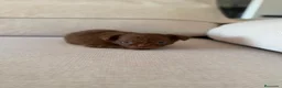 Chihuahua perros en venta: Chihuahua hembra pelo largo chocolate  - Anuncio 6