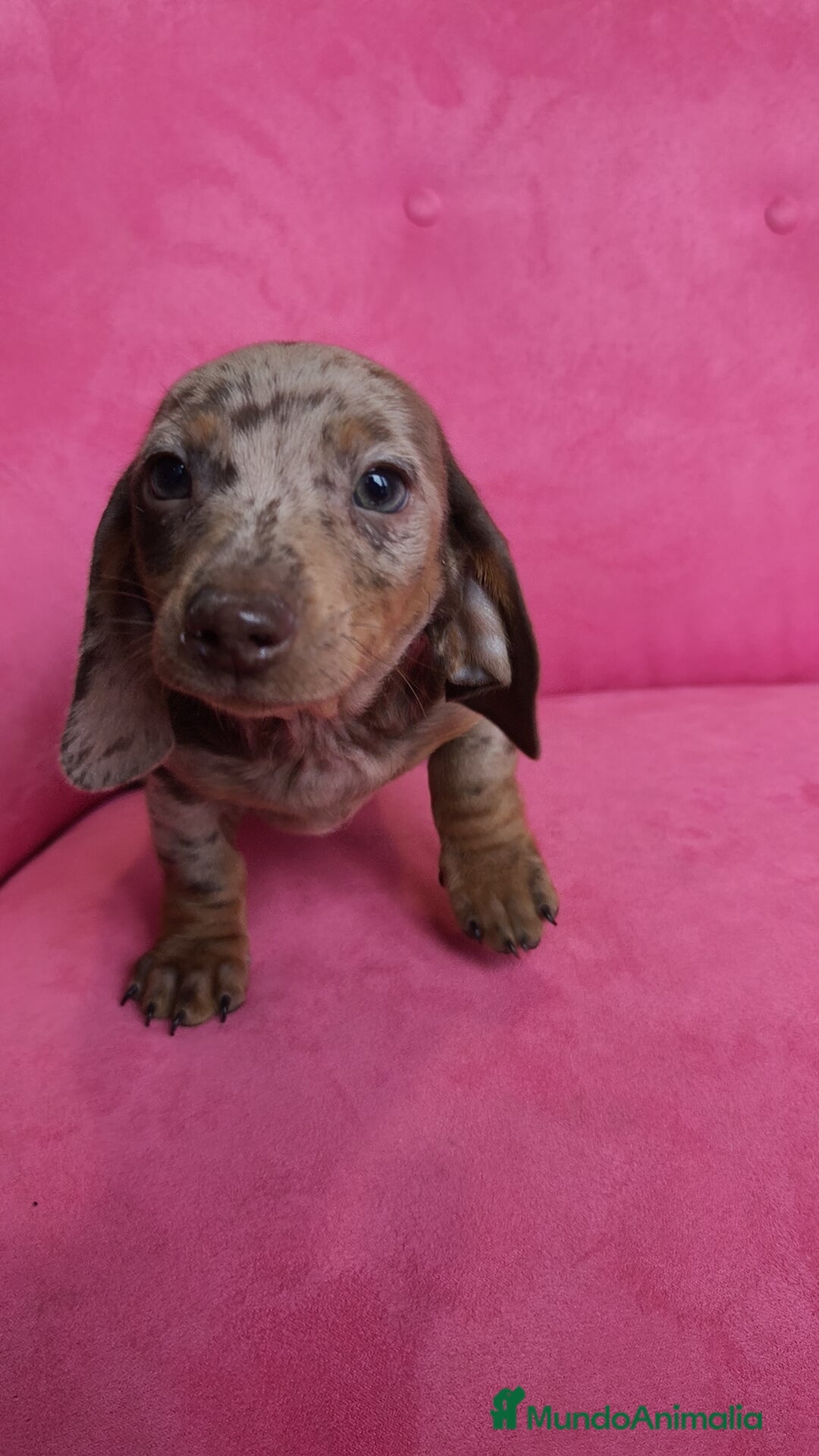 Teckel Miniatura perros en venta: Teckel mini arlequín ♂️♀️ - Anuncio 1