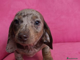 Teckel Miniatura perros Teckel mini arlequín ♂️♀️ - Anuncio 1