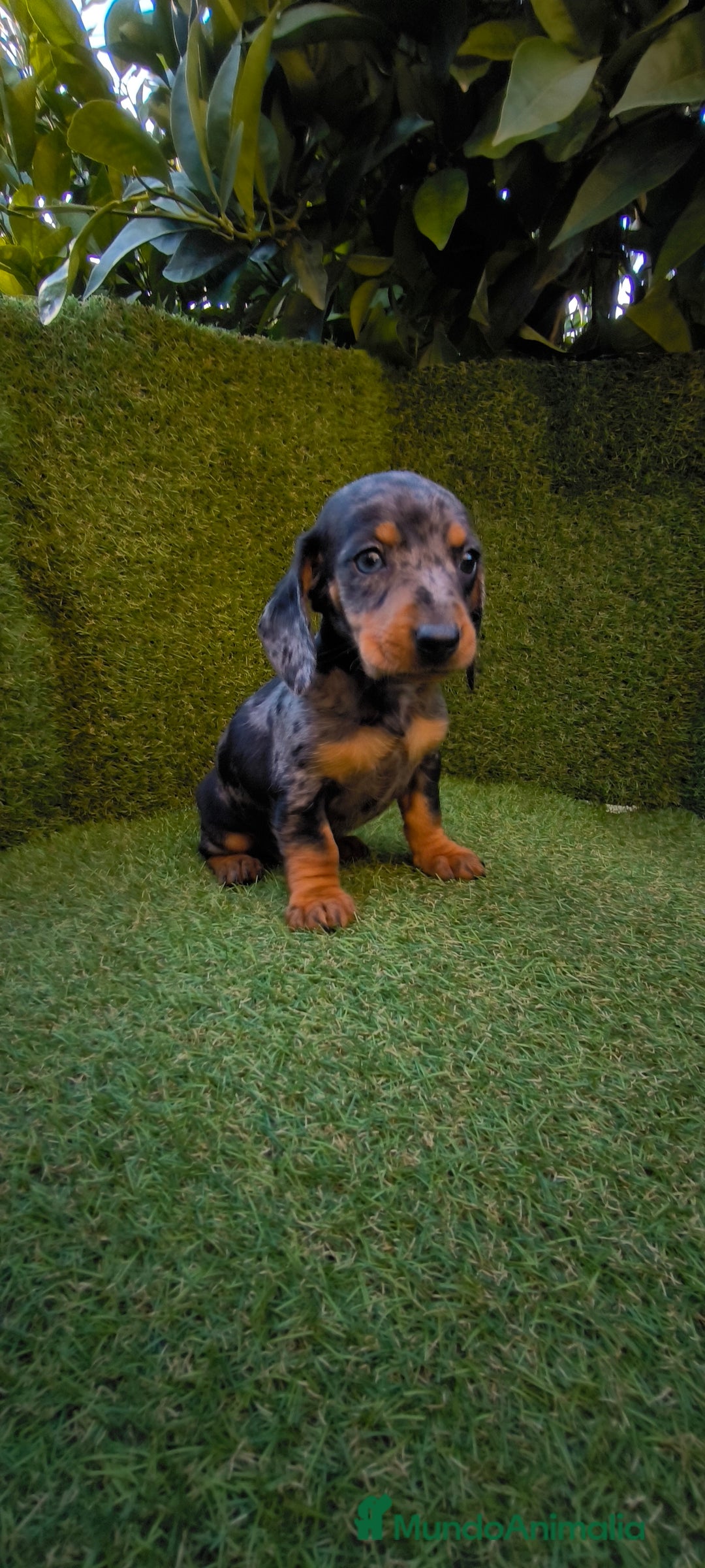 Teckel Miniatura perros en venta: camada de teckel miniatura varios colores  - Anuncio 11