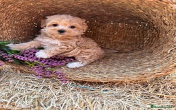 Maltipoo perros en venta: Maltipoo para entregar en diciembre !! - Imagen 8