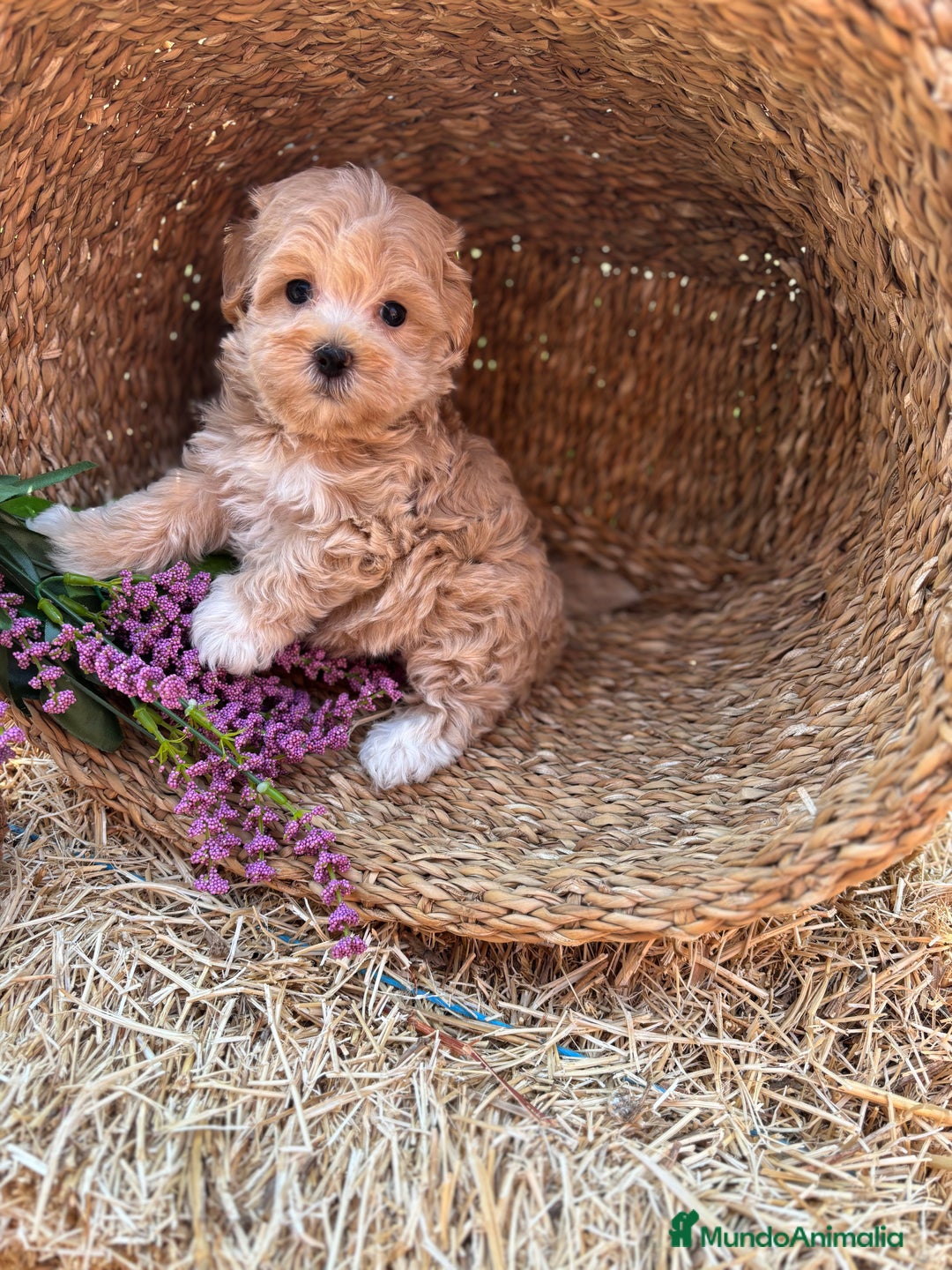 Maltipoo perros en venta: Maltipoo para entregar en diciembre !! - Imagen 8