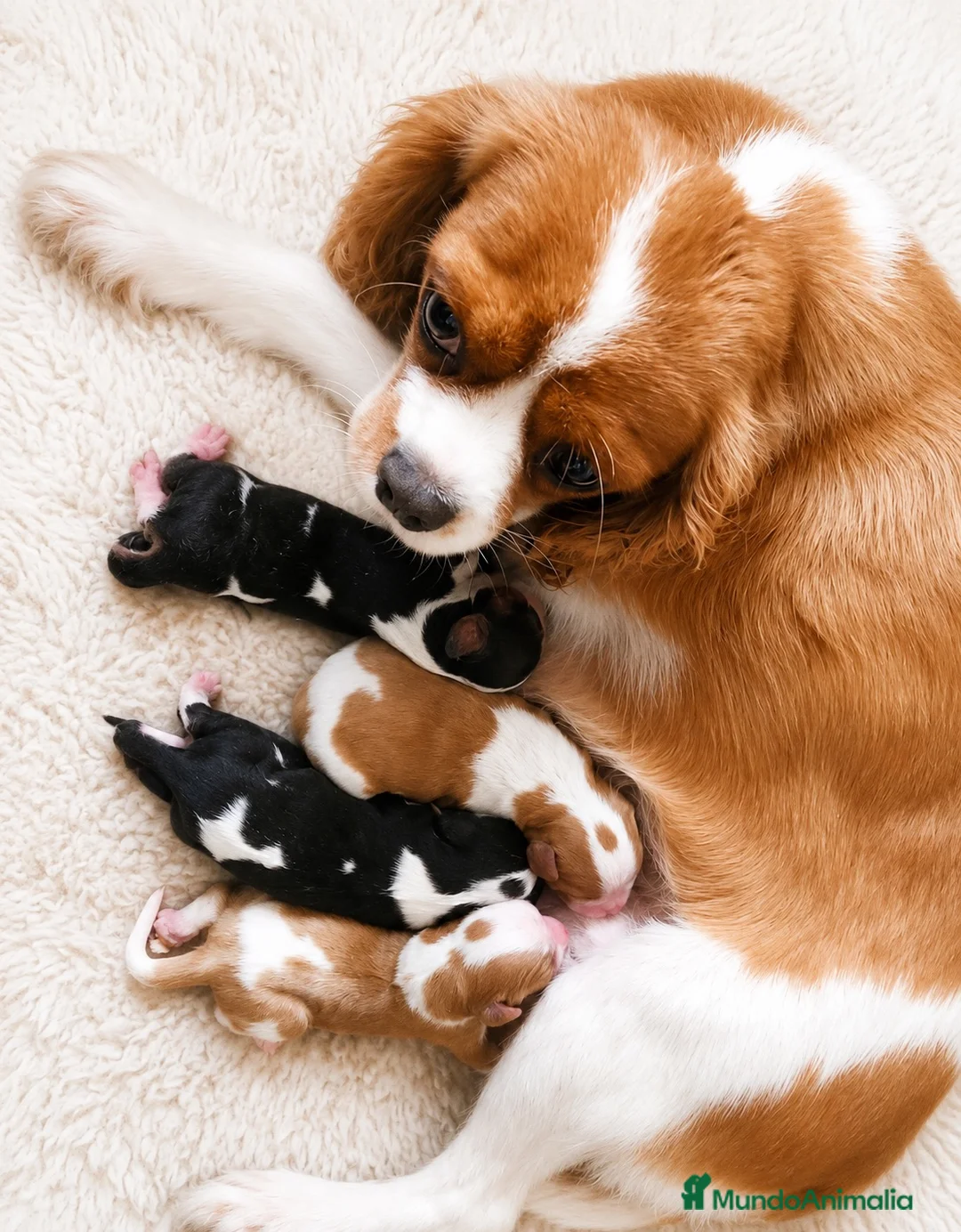 Cavalier King Charles Spaniel perros en venta: CAVALIER BLENHEIN Y TRICOLOR DISPONIBLES - Anuncio 2