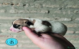 Jack Russell Terrier perros en venta: Jack Russell Terrier de Pelo Broken con Pedigree - Imagen 4
