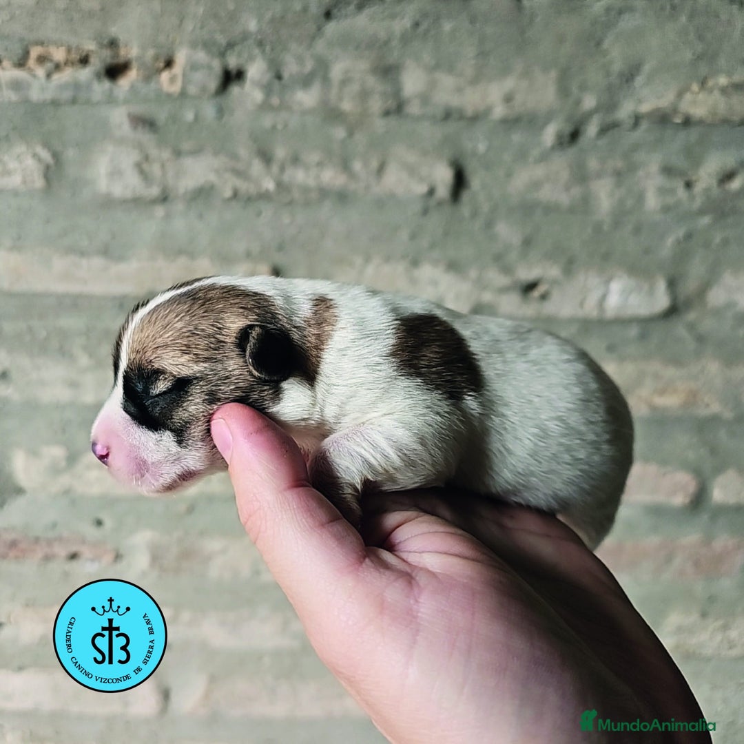 Jack Russell Terrier perros en venta: Jack Russell Terrier de Pelo Broken con Pedigree - Imagen 4
