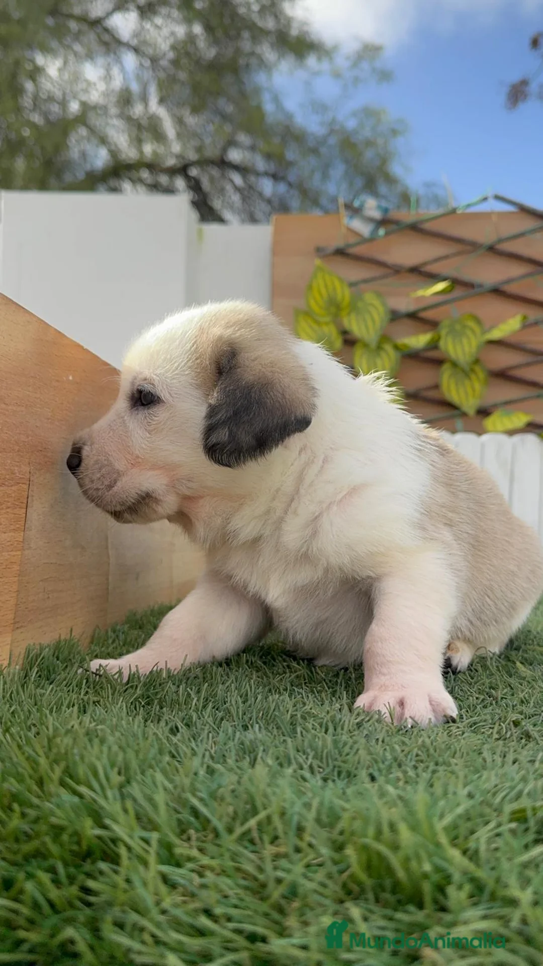 Mastín Español perros en venta: MASTIN ESPAÑOL - Anuncio 13