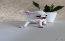 Chihuahua perros en venta: CHIHUAHUA  - Imagen 3