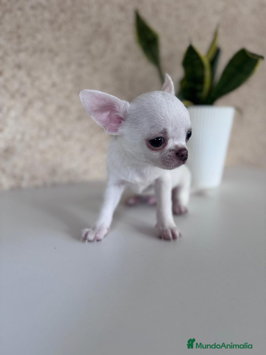 Chihuahua perros en venta: CHIHUAHUA  - Imagen 3