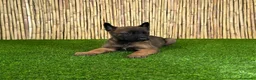 Pastor Belga Malinois perros en venta: MALINOIS - Anuncio 4