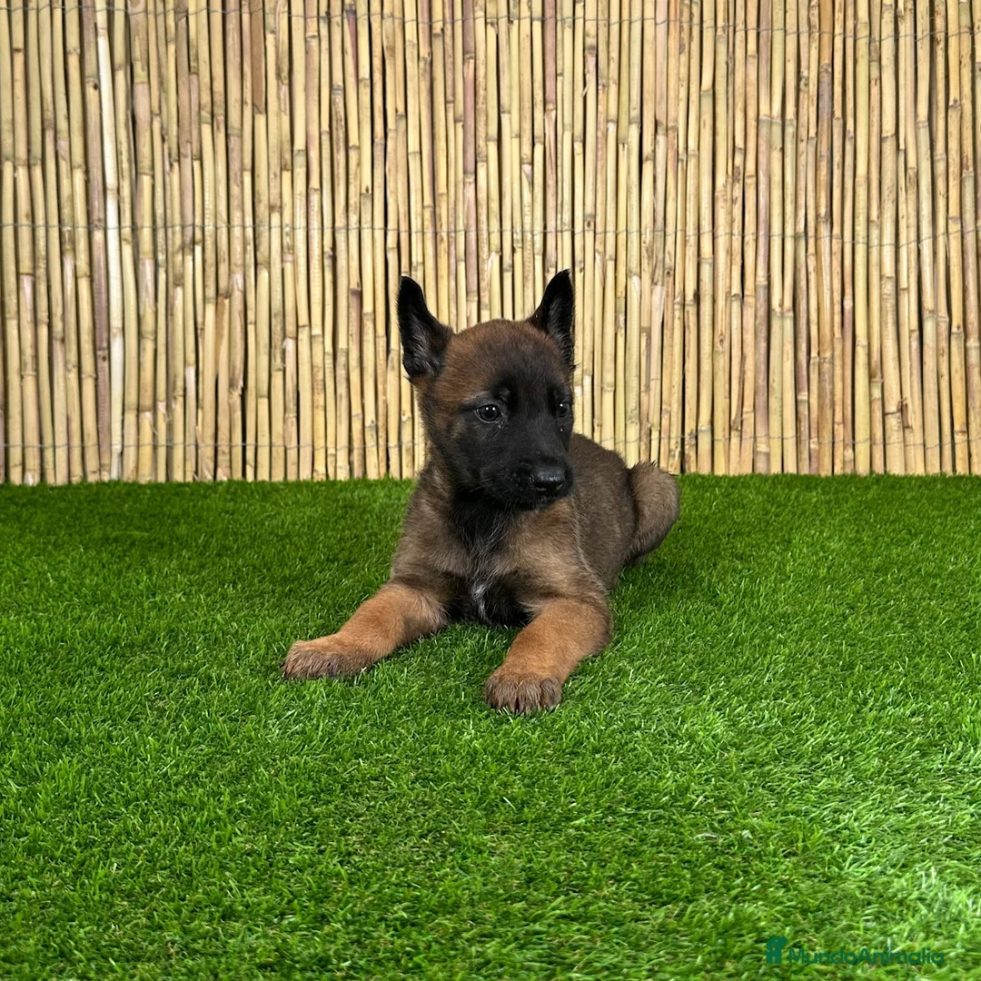 Pastor Belga Malinois perros en venta: MALINOIS - Anuncio 4