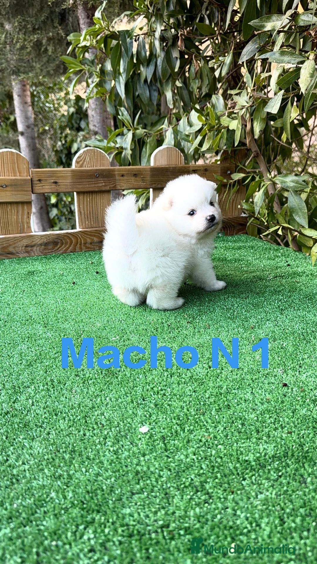 Pomerania perros Pomerania lulu osito peluditos Toy blancos  - Anuncio 2
