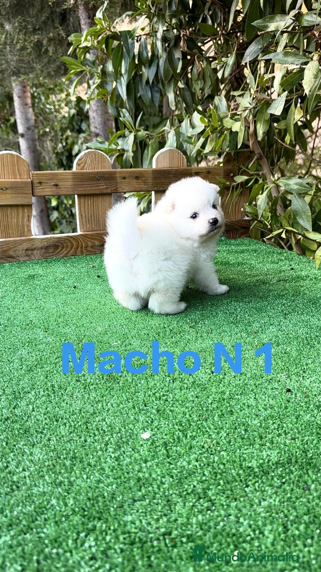 Pomerania perros en venta: Pomerania lulu osito peluditos Toy blancos  - Anuncio 2