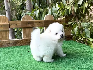Pomerania perros Pomerania lulu osito peluditos Toy blancos - Anuncio 2