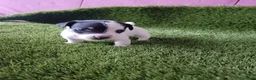 Jack Russell Terrier perros en venta: Jack Russell terrier  - Anuncio 4