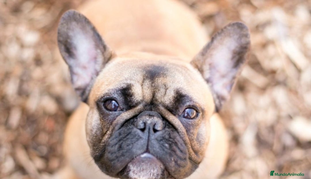 Bulldog Francés perros en adopcion: BULLDOG FRANCÉS MACHO COLOR FAUW  - Anuncio 2