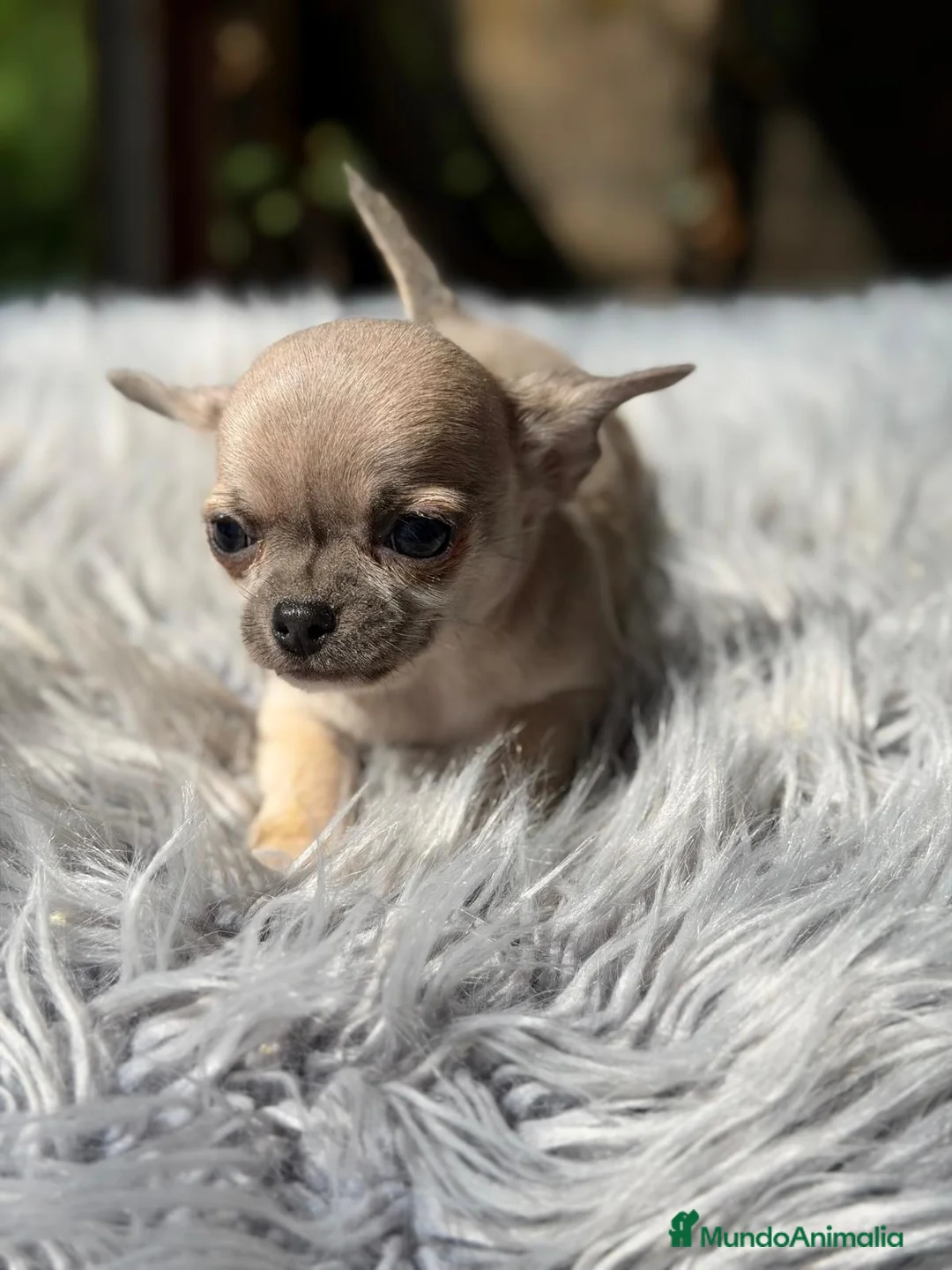 Chihuahua perros en venta: CHIHUAHUA MACHO BLUE FAWN - Anuncio 2