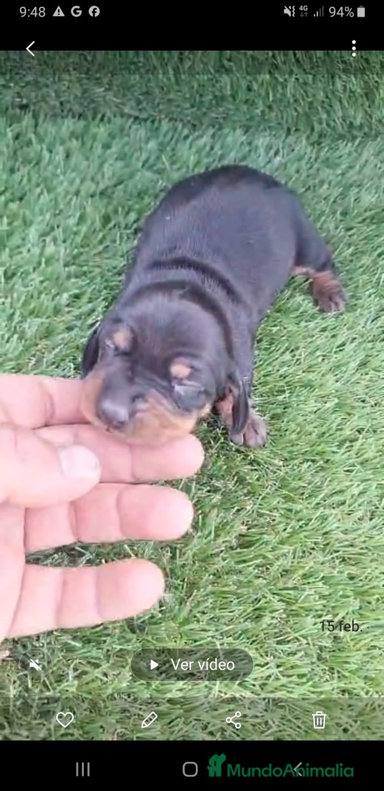 Teckel Miniatura perros Teckels Mini - Anuncio 27