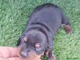 Teckel Miniatura perros Teckels Mini - Anuncio 27