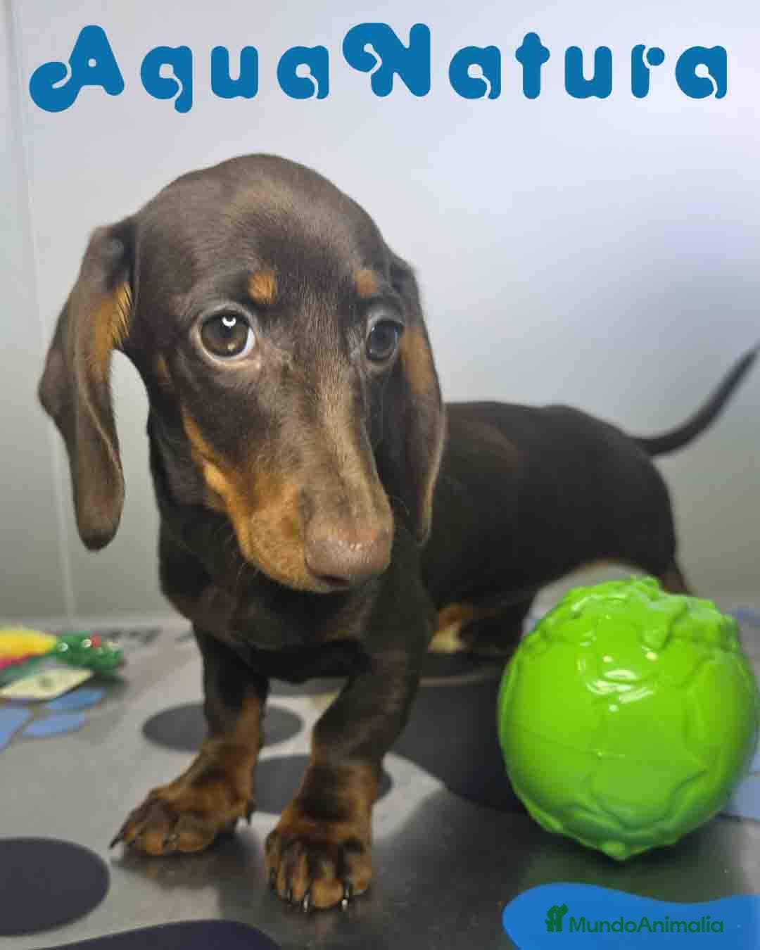Teckel Miniatura perros Teckel Hembra DCD 7520 AQUANATURA - Anuncio 1