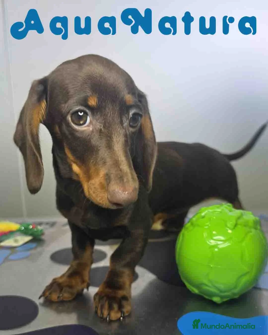 Teckel Miniatura perros en venta: Teckel Hembra DCD 7520 AQUANATURA - Anuncio 1