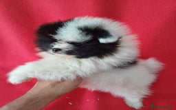 Pomerania perros en venta: Pomerania Panda Mini  - Imagen 2