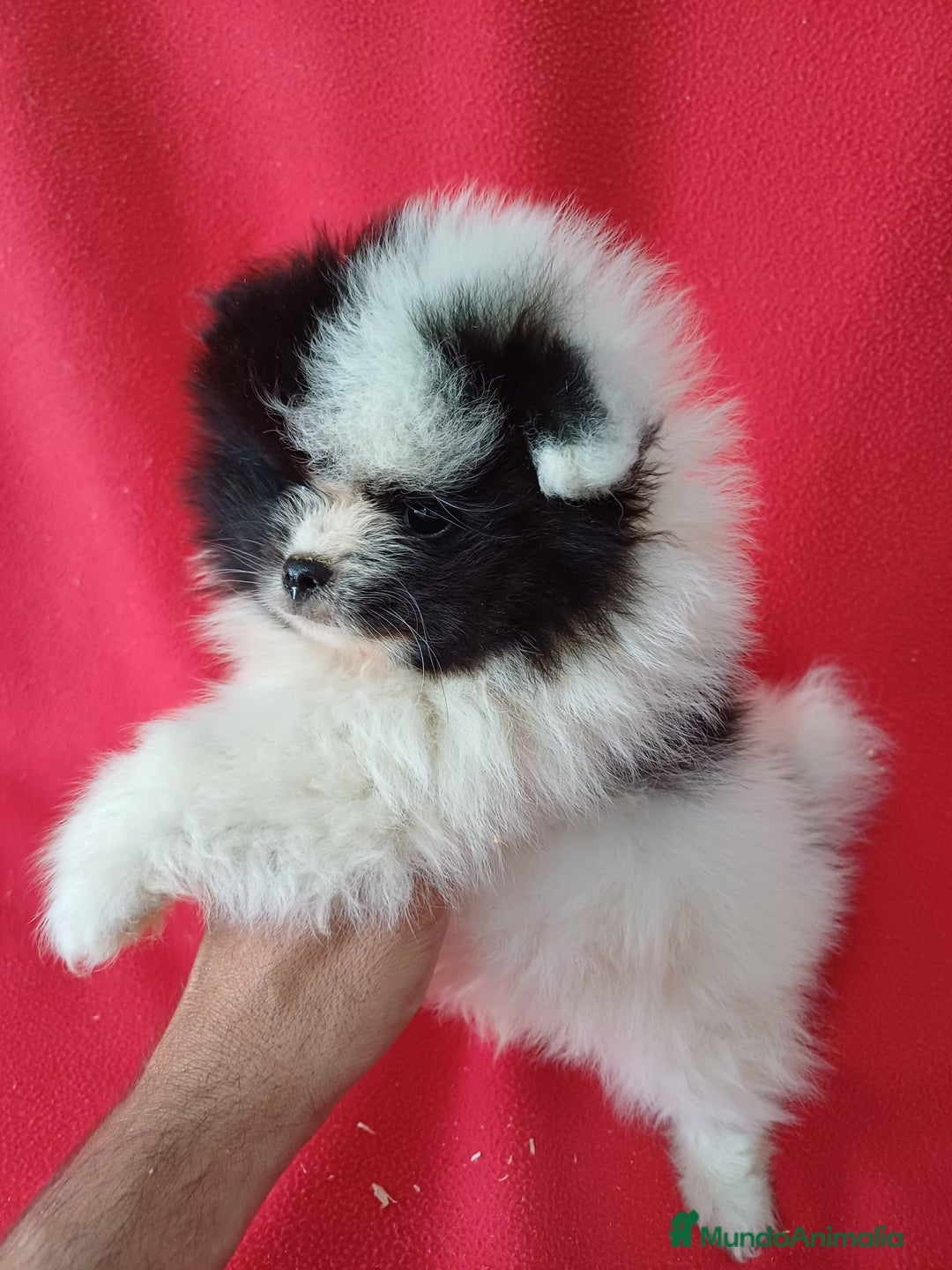 Pomerania perros en venta: Pomerania Panda Mini  - Imagen 2