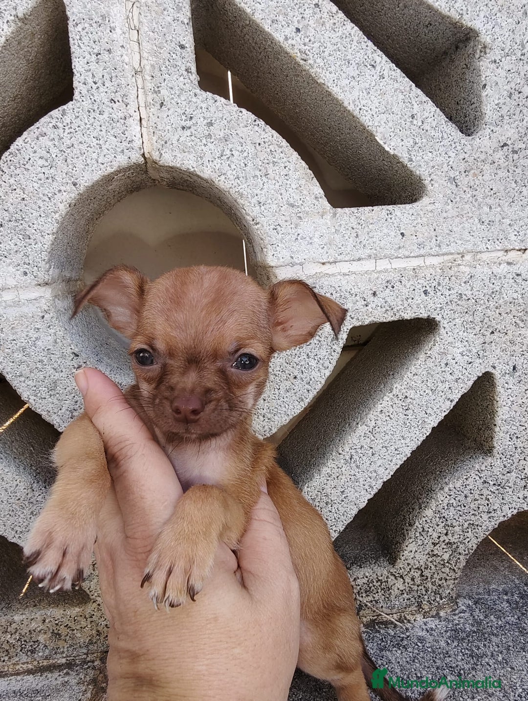 Chihuahua perros en venta: Macho de chihuahua toys  - Imagen 4