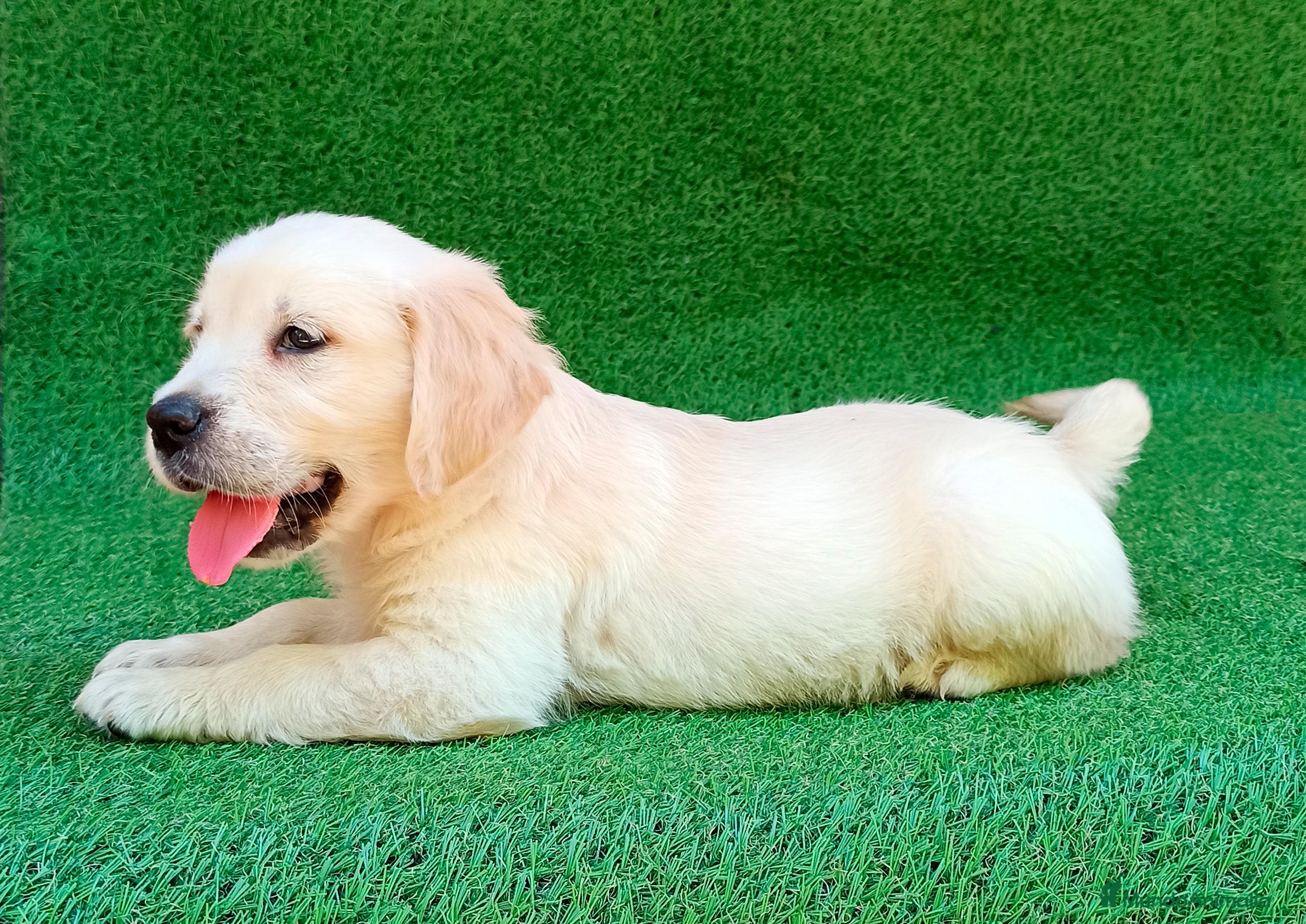 Golden Retriever perros Golden cachorro - Anuncio 14