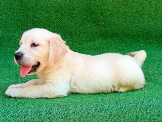 Golden Retriever perros Golden cachorro - Anuncio 7