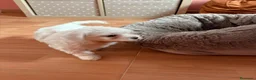 Bichón Maltés perros en venta: 🐶🤍 Cachorritos Bichón Maltés 🤍🐶 - Anuncio 2