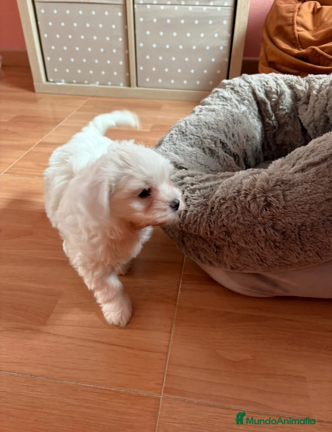 Bichón Maltés perros en venta: 🐶🤍 Cachorritos Bichón Maltés 🤍🐶 - Anuncio 2