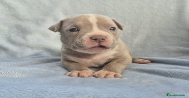 American Bully perros - Anuncio 5