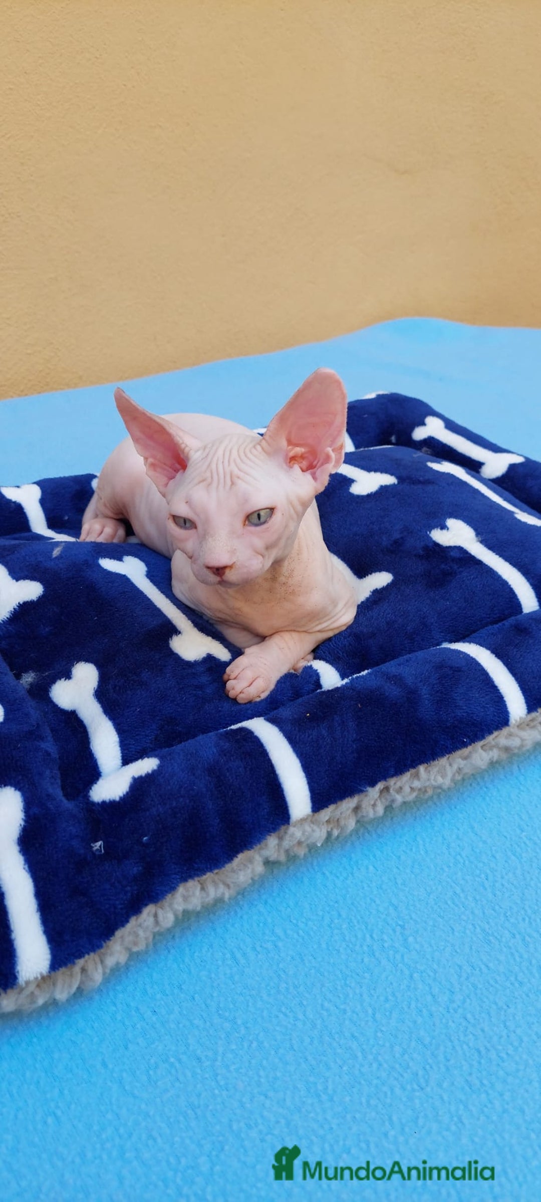 Sphynx gatos en venta: Preciosa hembrita ojos azules  - Imagen 5