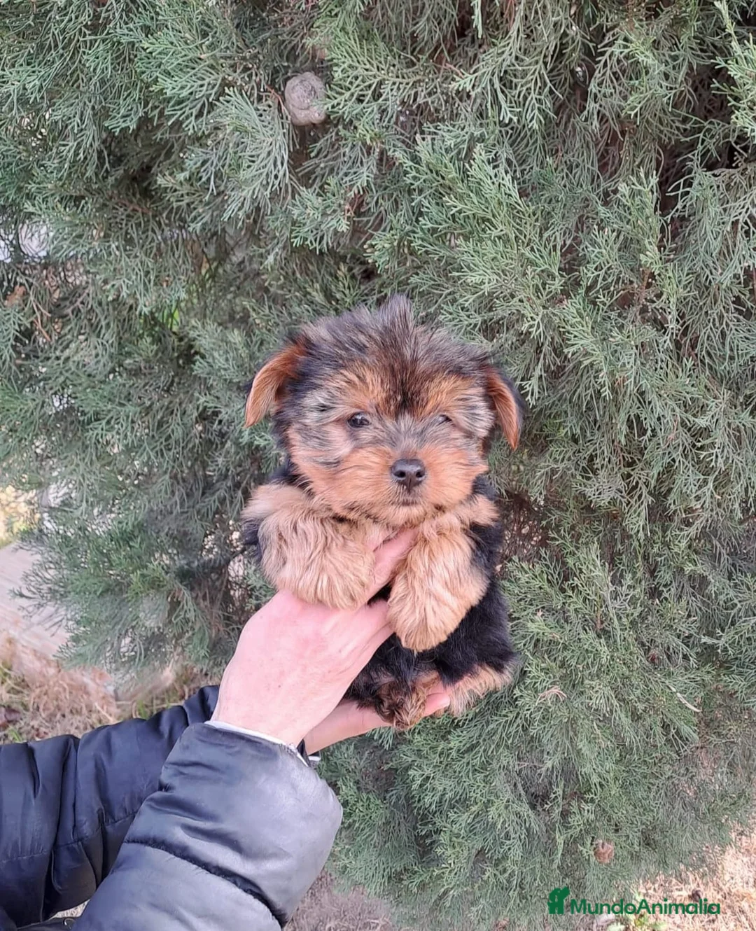 Yorkshire Terrier perros en venta: Yorkshire Terrier - Anuncio 2