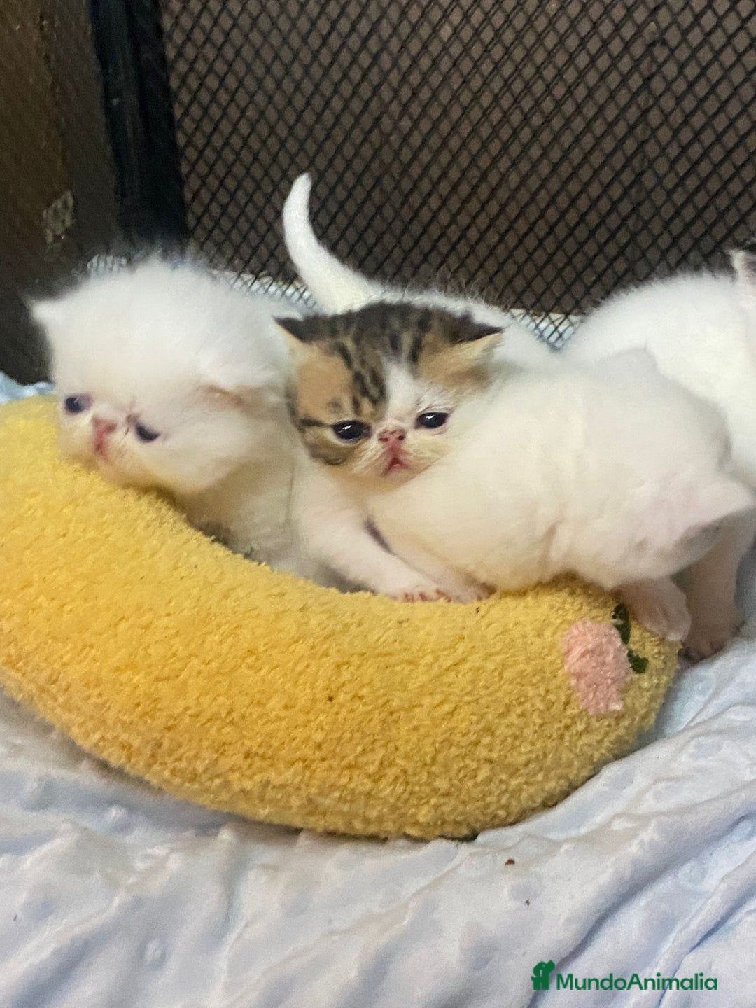 Persa gatos en venta: Camada exótica - Anuncio 7