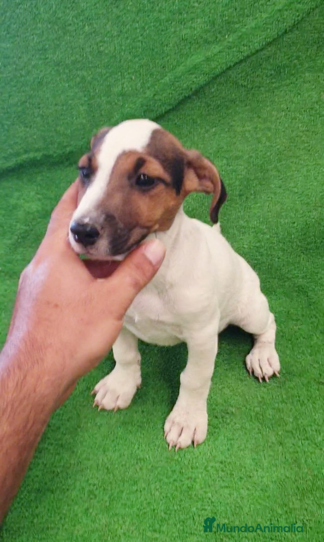 Jack Russell Terrier perros en venta: Jack Russell  - Imagen 2