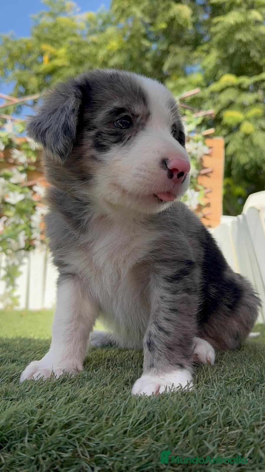 Border Collie perros CAMADA BORDER COLLIE MERLE - Anuncio 1