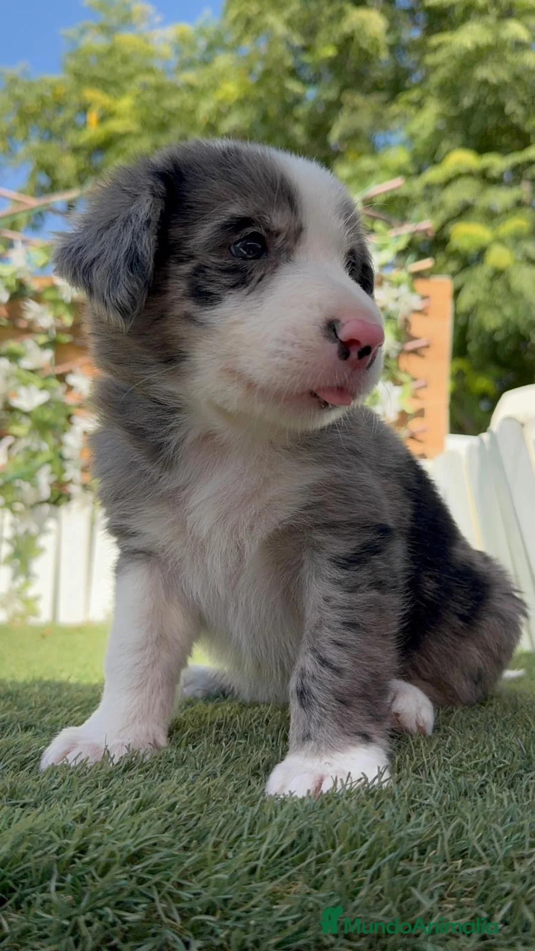 Border Collie perros en venta: CAMADA BORDER COLLIE MERLE - Anuncio 1