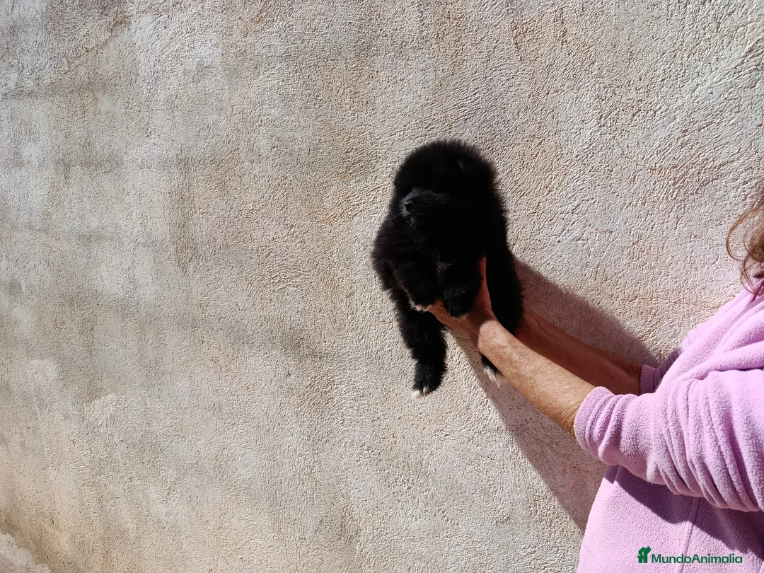 Pomerania perros en venta: OFERTA MACHITO POMERANIA - Anuncio 5