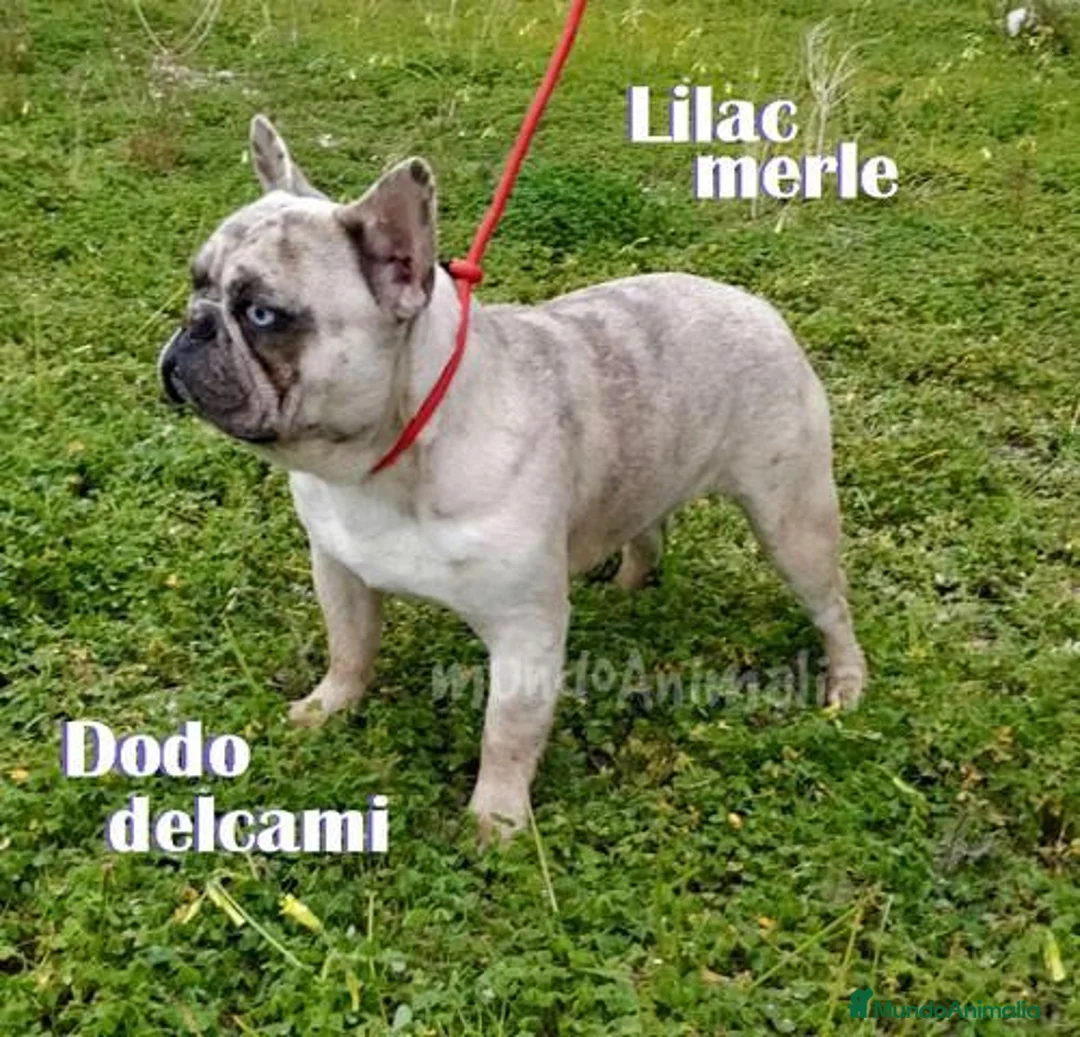 Imagen de galería {{count}}