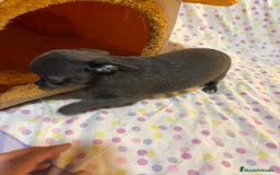 Chihuahua perros en venta: Chihuahua toy blue  - Imagen 5