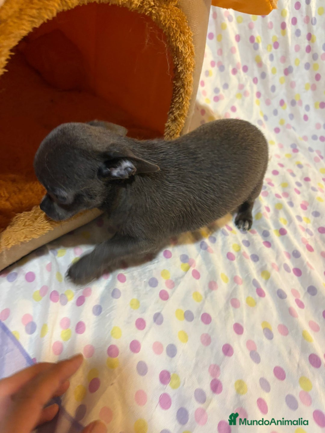 Chihuahua perros en venta: Chihuahua toy blue  - Imagen 5