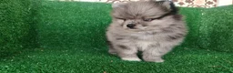 Pomerania perros en venta: pomerania - Anuncio 15