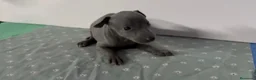 Galgo Afgano perros en venta: Galgo lebrel italiano - Anuncio 1